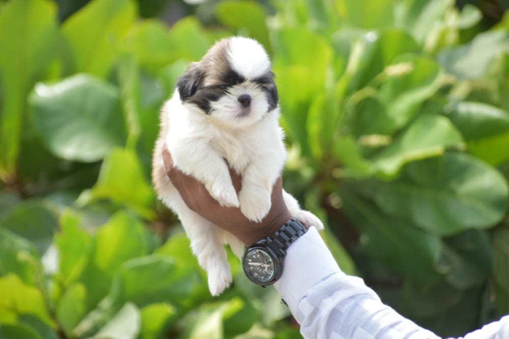 Buy Vaccinated  Shih Tzu  Puppy from  India
